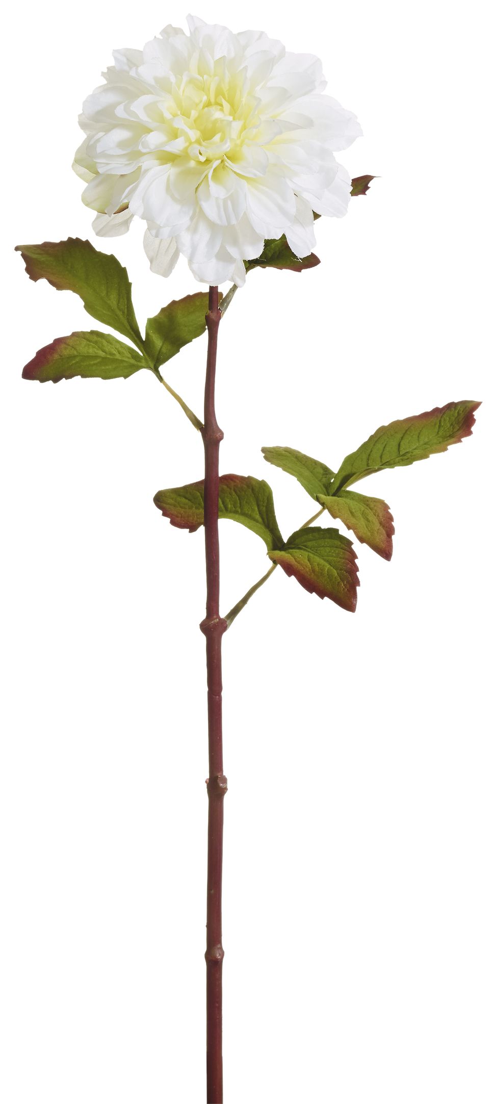 Dahlie 57cm Blütenkopf Ø ca. 11cm Farbe: weiß