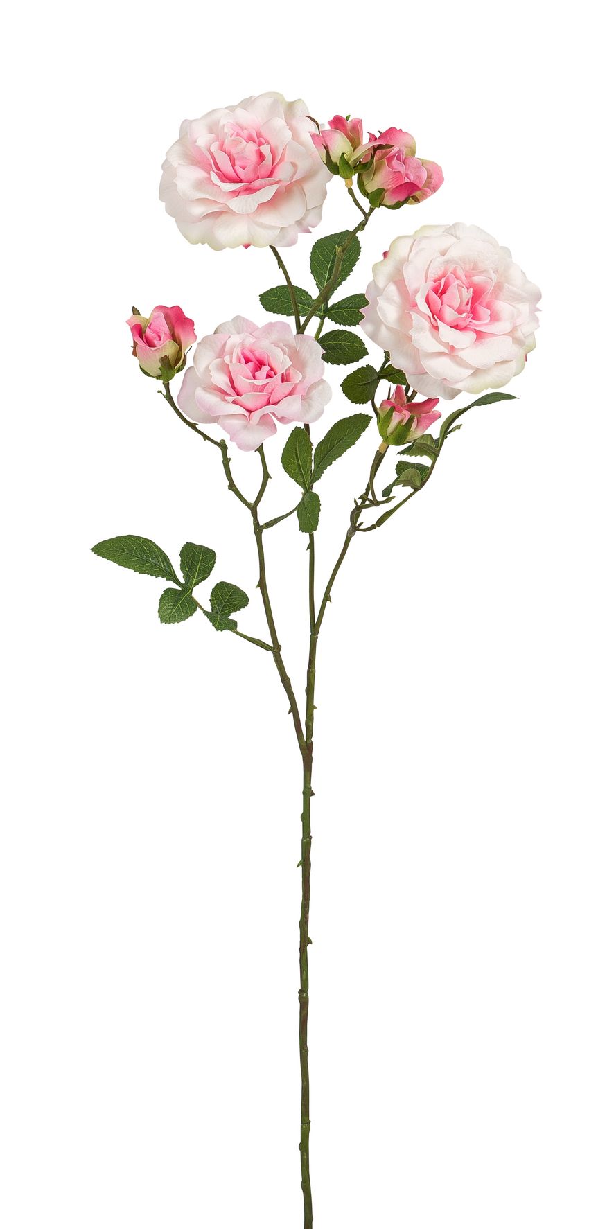 Kamelienrosenzweig x 7 68cm Blütenkopf Ø ca. 3/7/8cm Farbe: rosé-weiß