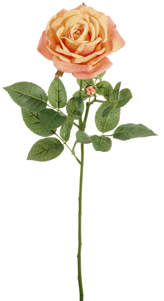 Edelrose x 2 70cm Blütenkopf Ø ca. 11cm Farbe: lachs