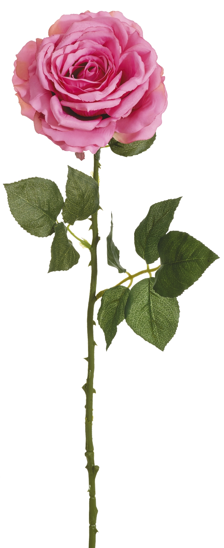Edelrose 66cm Blütenkopf Ø ca. 13cm Farbe: malve