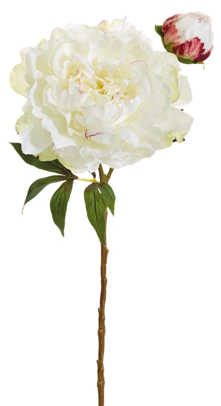 Pfingstrose x 2 56cm Blütenkopf Ø ca. 18cm Farbe: weiß-rose