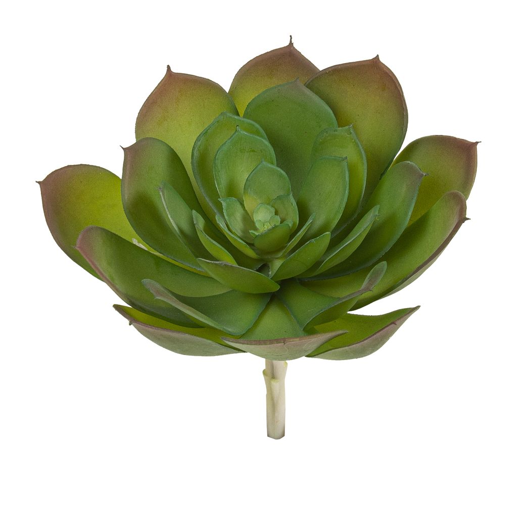 Echeveria 16cm Ø ca. 18cm Farbe: grün
