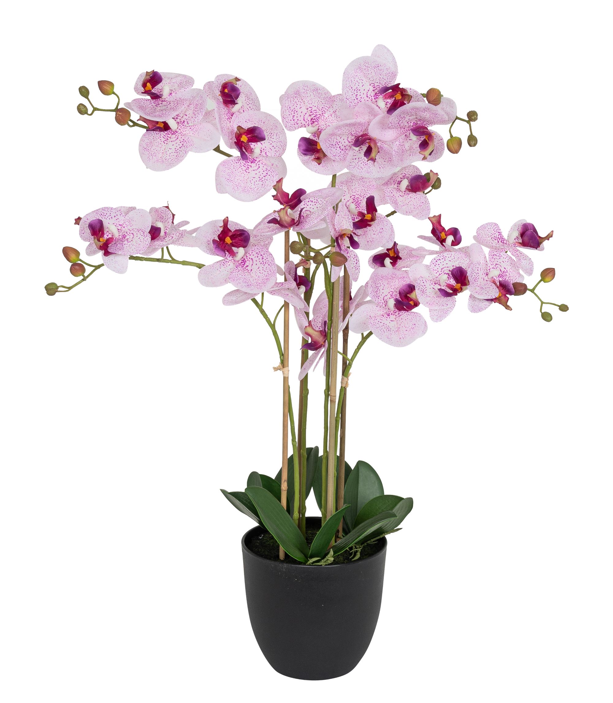 Phalaenopsis 4-fach im Topf 71cm Blütenkopf Ø ca. 8/11cm Topf: Höhe ca. 16,5cm Ø oben ca. 18,0cm Ø unten ca. 10,5cm Farbe: weiß-rose