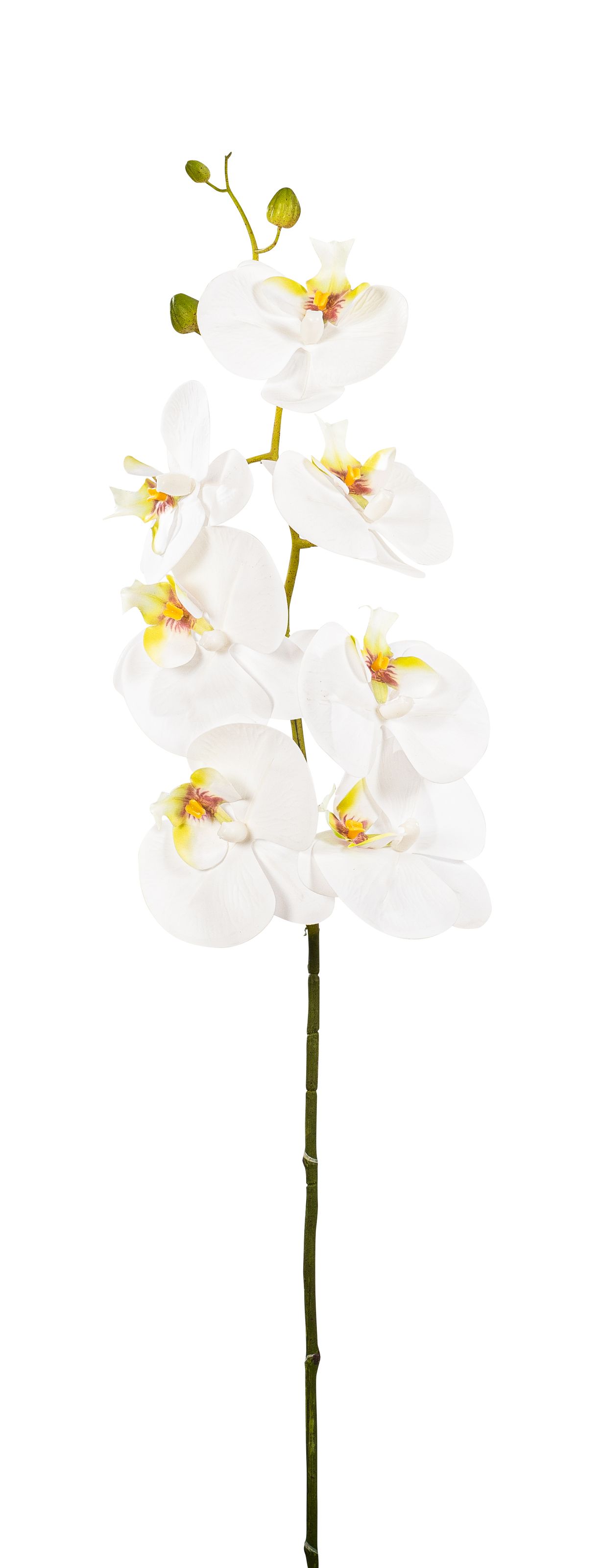 Phalaenopsis x 10 90cm Blütenkopf Ø ca. 7,5/9,5cm Farbe: weiß-grün