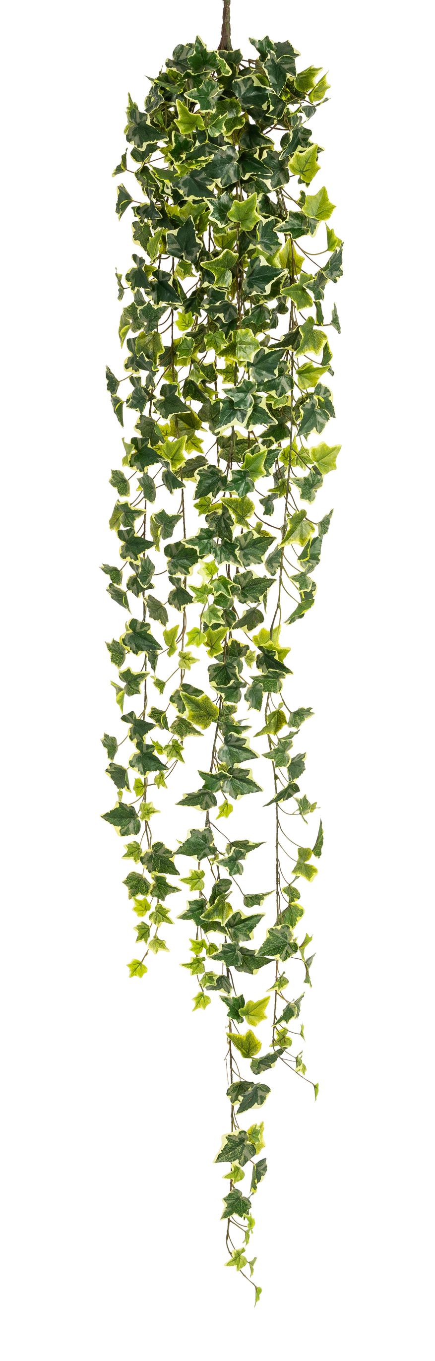 Efeubusch 17-fach x 423 180cm Blattgröße Ø ca. 3,5/4,5/6cm Farbe: grün-weiß