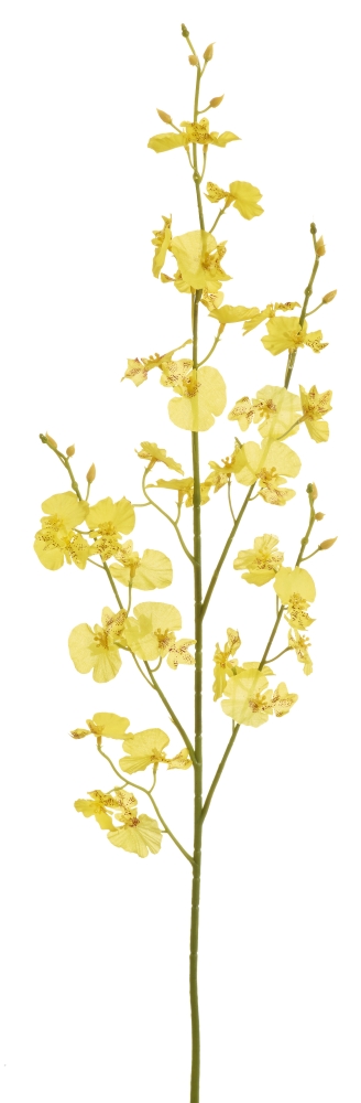 Oncidium 5-fach 78cm Blütenkopf Ø ca. 2-4cm Farbe: gelb