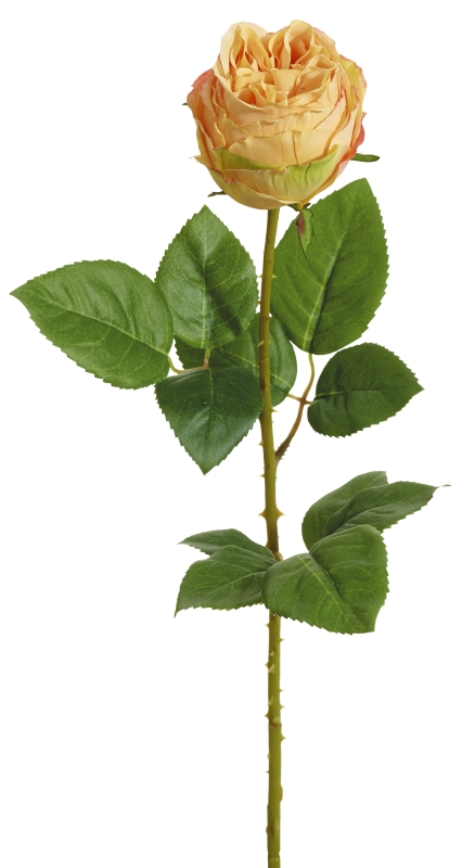 Bauernrose 52cm Blütenkopf Ø ca. 7cm Farbe: gelb-lachs