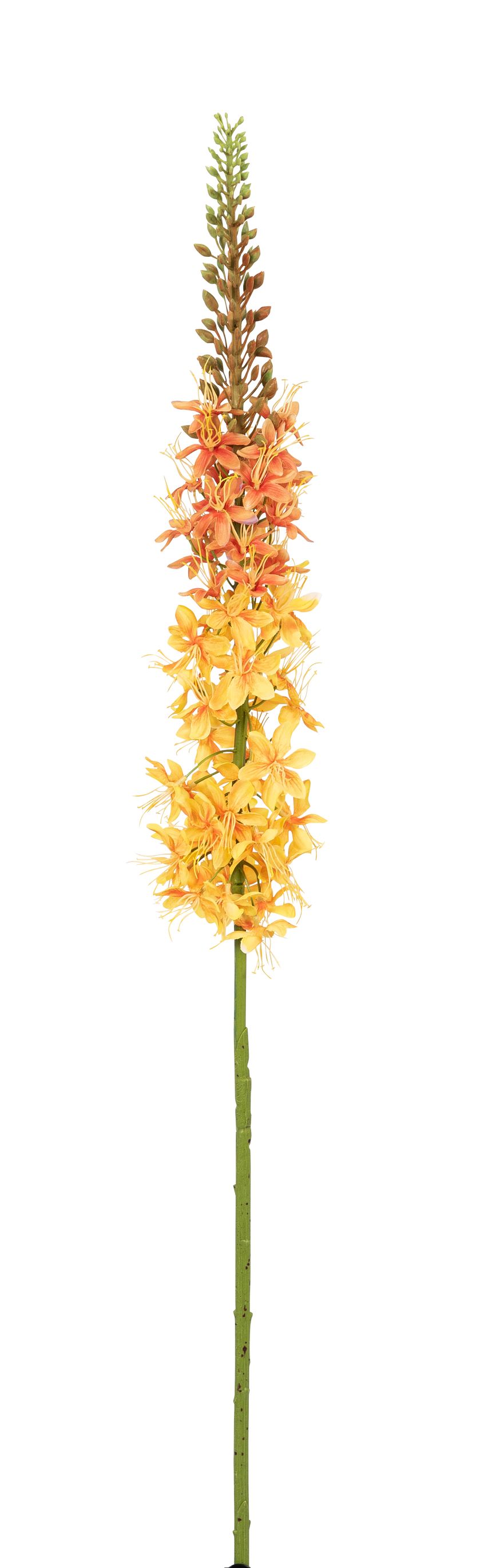 Eremurus 96cm Farbe: gelb-orange
