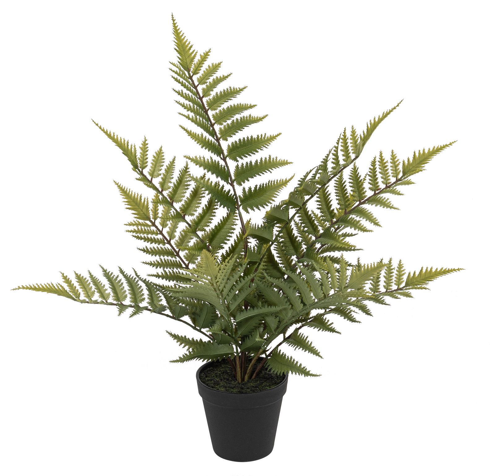 Farn im Topf 50cm Farbe: grün