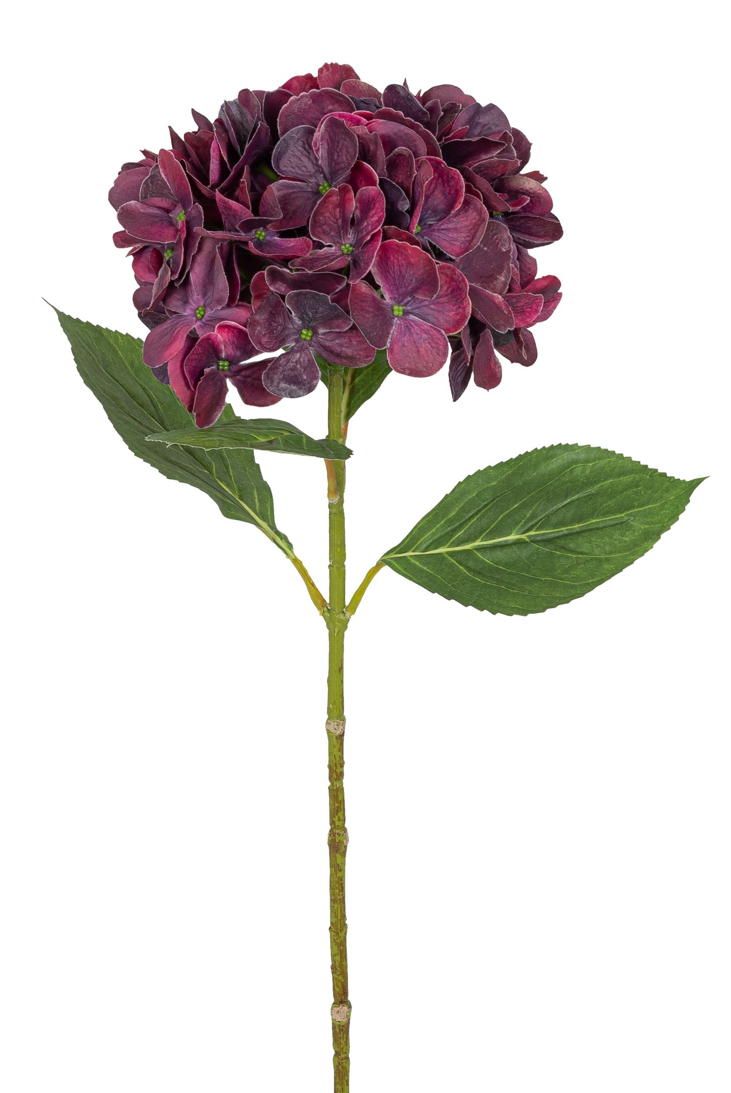 Hortensie 69cm Blütenkopf Ø ca. 18cm Farbe: burgund