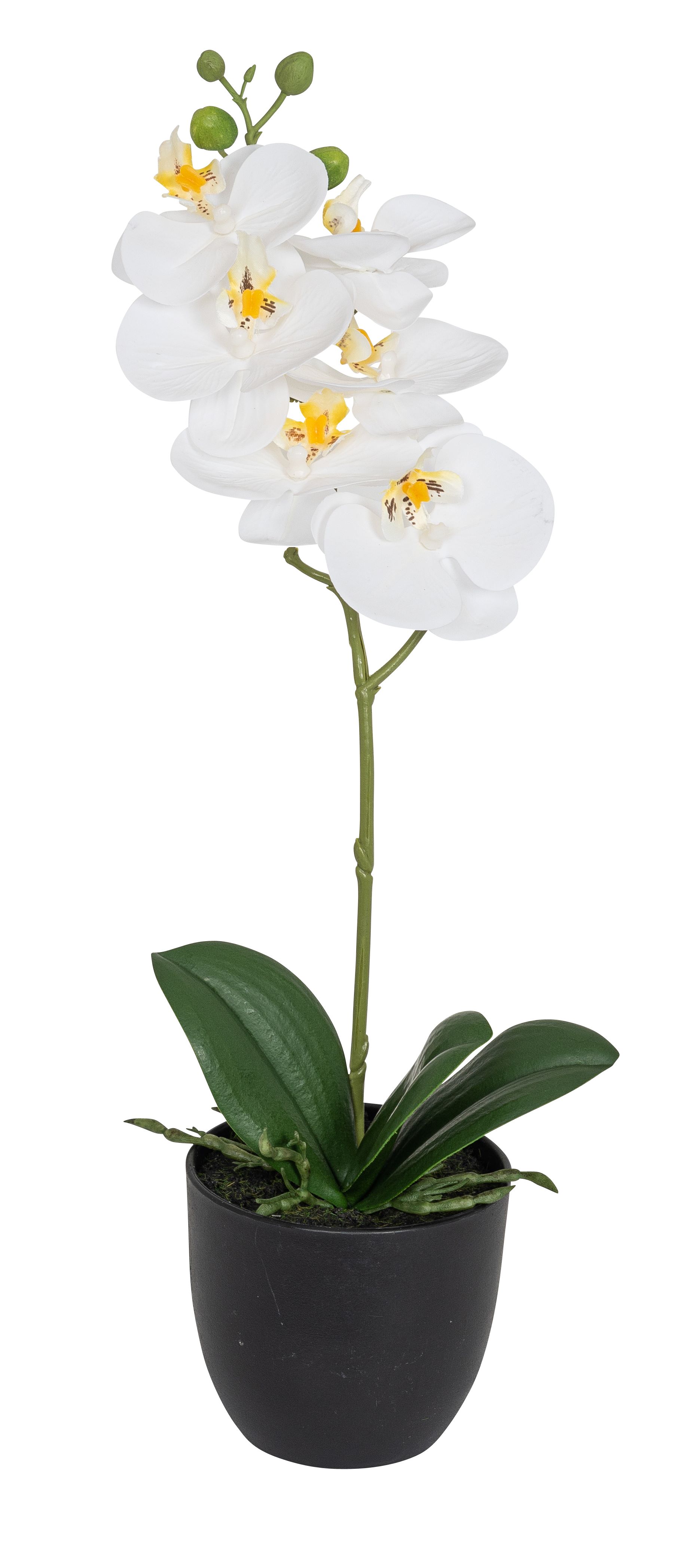 Phalaenopsis im Topf 40cm Blütenkopf Ø ca. 7/8cm Topf: Höhe ca. 8,5cm Ø oben ca. 10cm Ø unten ca. 6,5cm Farbe: weiß-gelb