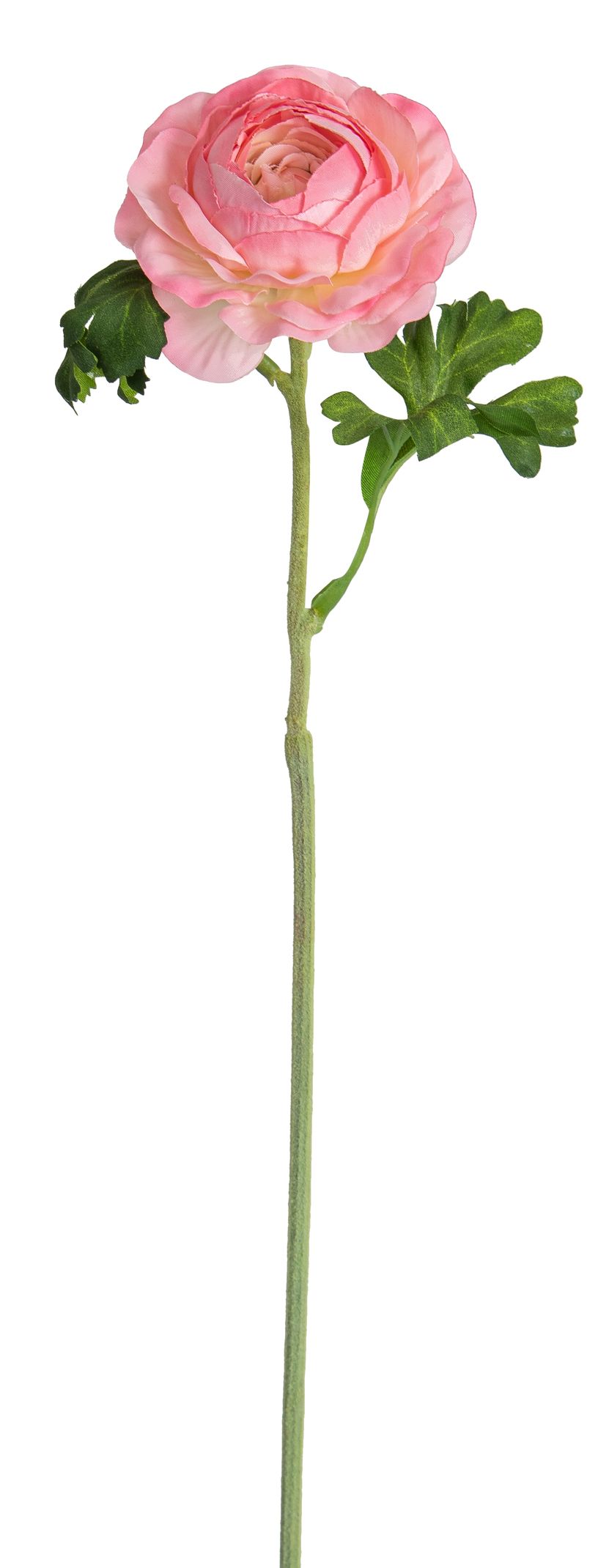 Ranunkel 56cm Blütenkopf Ø ca. 7cm Farbe: rosé-weiß