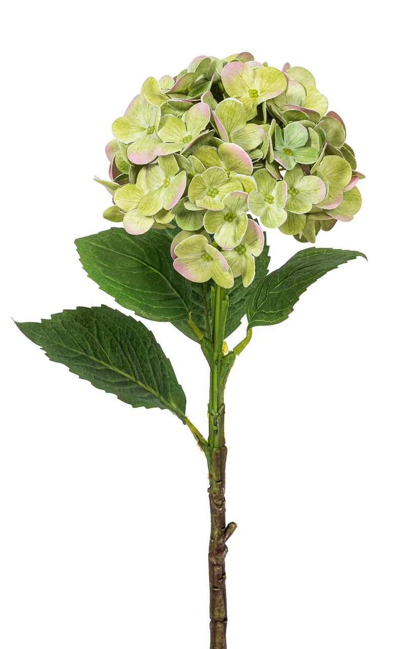 Hortensie 46cm Blütenkopf Ø ca. 13cm Farbe: grün-rosé