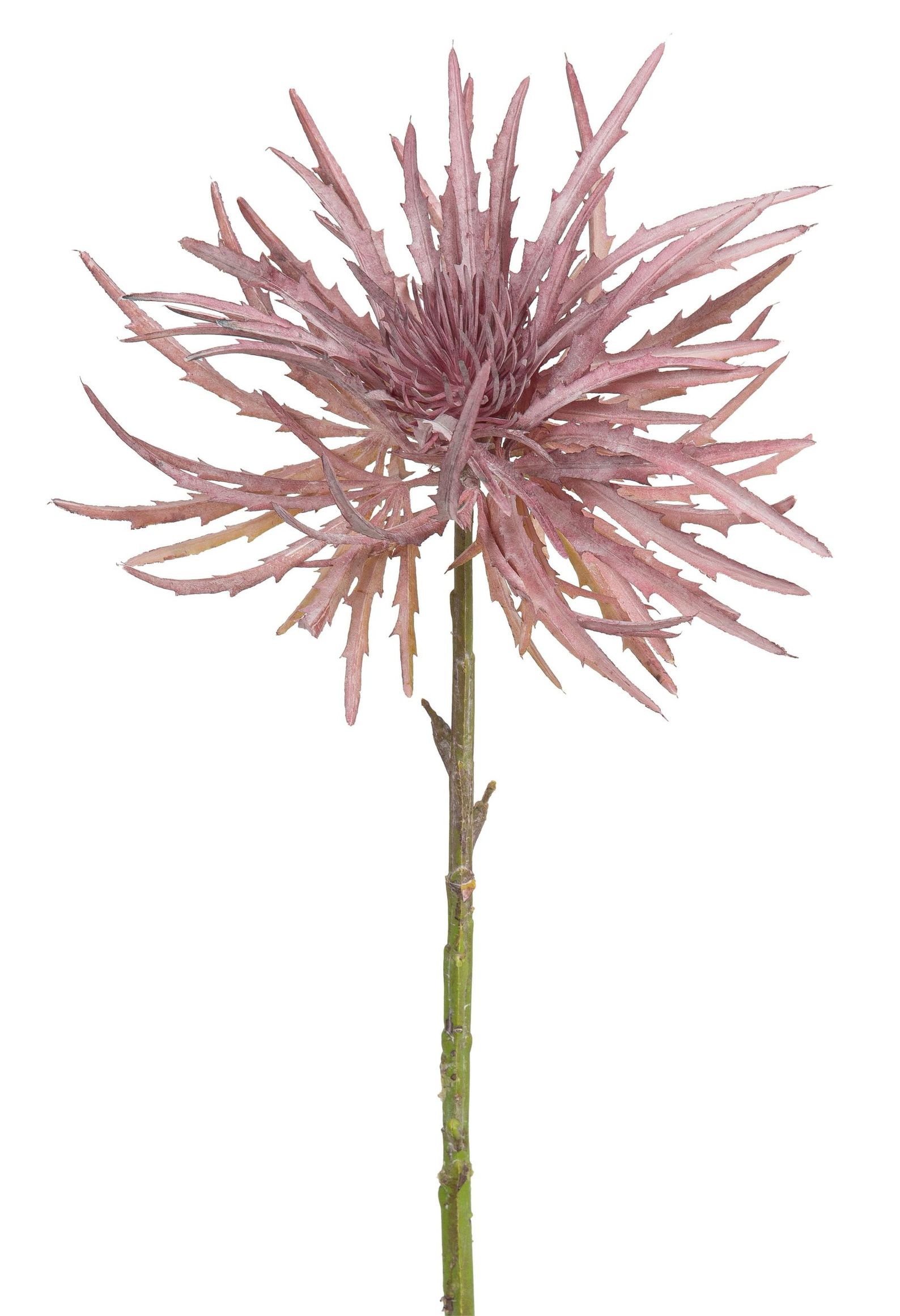 Distel 50cm Blütenkopf Ø ca. 25cm Farbe: helllila